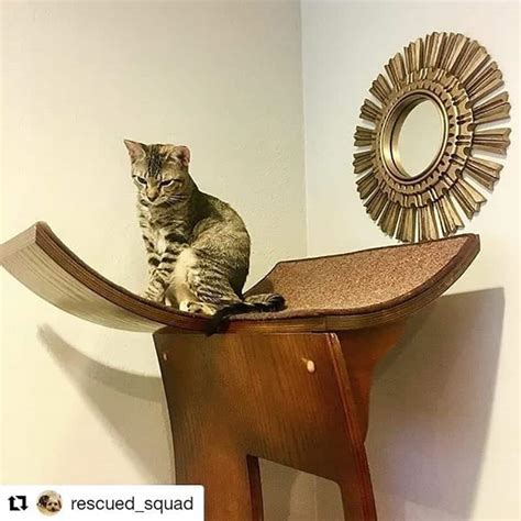 refined feline|refined feline website.